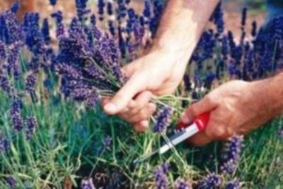 Как правильно сушить лекарственные травы