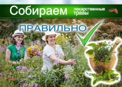 Как сдать лекарственные травы?