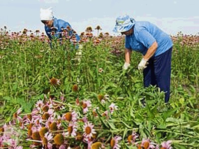 Трава ромашка ; лечебные свойства и противопоказания