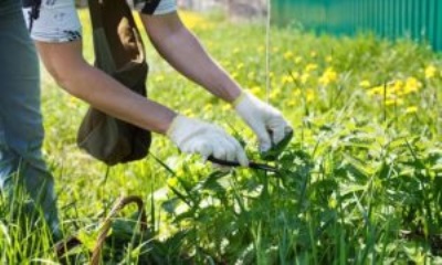 Лекарственные растения на грядке