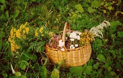 Земляника лесная и ее лекарственные свойства